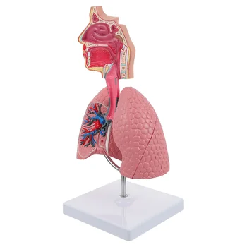 Pljuč, Dihalnih Anatomija Model Poučevanja Sistem Človekovih Prikaz modela Šole Pljuča Anatomski Srce Izobraževalne Nosni Igrača