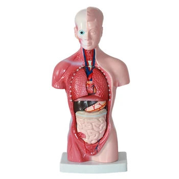 Človeški Trup Telo Model Anatomija Anatomski Notranjih Organov PVC Za Poučevanje Študentov Študija